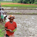 Women Farmers Breaking Barriers in Bong County